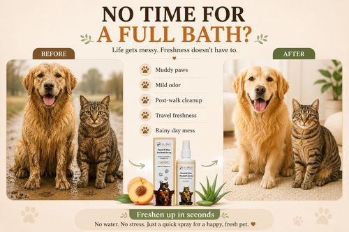 No rinse dry bath spray cats and dogs