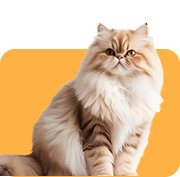 cat icon