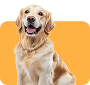 dog icon