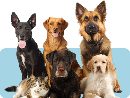 dogs image